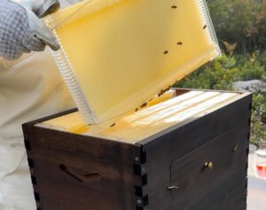 microplastics in honey