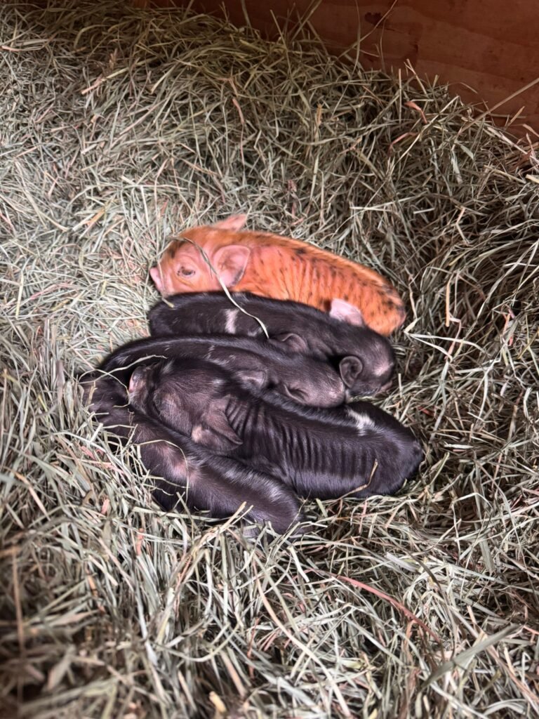 Kune Kune piggies